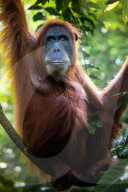 REPORTAGE - Orang-Utan Station auf Sumatra