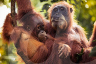 REPORTAGE - Orang-Utan Station auf Sumatra