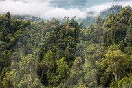 REPORTAGE - Orang-Utan Station auf Sumatra