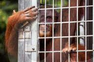 REPORTAGE - Orang-Utan Station auf Sumatra
