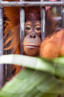 REPORTAGE - Orang-Utan Station auf Sumatra