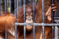 REPORTAGE - Orang-Utan Station auf Sumatra
