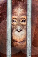 REPORTAGE - Orang-Utan Station auf Sumatra