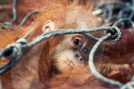 REPORTAGE - Orang-Utan Station auf Sumatra