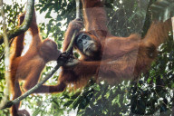 REPORTAGE - Orang-Utan Station auf Sumatra