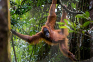 REPORTAGE - Orang-Utan Station auf Sumatra
