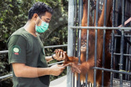 REPORTAGE - Orang-Utan Station auf Sumatra
