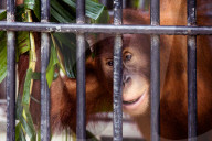 REPORTAGE - Orang-Utan Station auf Sumatra