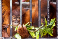 REPORTAGE - Orang-Utan Station auf Sumatra
