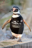FEATURE - Ralph, der federlose Pinguin freut sich über den gesponserten Tauchanzug
