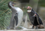 FEATURE - Ralph, der federlose Pinguin freut sich über den gesponserten Tauchanzug