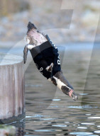 FEATURE - Ralph, der federlose Pinguin freut sich über den gesponserten Tauchanzug