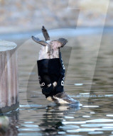 FEATURE - Ralph, der federlose Pinguin freut sich über den gesponserten Tauchanzug