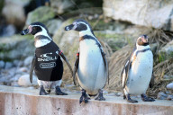 FEATURE - Ralph, der federlose Pinguin freut sich über den gesponserten Tauchanzug