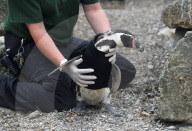 FEATURE - Ralph, der federlose Pinguin freut sich über den gesponserten Tauchanzug