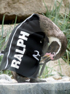 FEATURE - Ralph, der federlose Pinguin freut sich über den gesponserten Tauchanzug