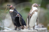 FEATURE - Ralph, der federlose Pinguin freut sich über den gesponserten Tauchanzug