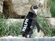 FEATURE - Ralph, der federlose Pinguin freut sich über den gesponserten Tauchanzug
