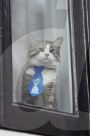NEWS - Haftbefehl gegen Wikileaks-Gründer Julian Assange bleibt bestehen