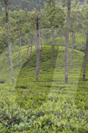 REPORTAGE - Sri Lanka: Nuwara Eliya the Little England