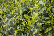 REPORTAGE - Sri Lanka: Nuwara Eliya the Little England