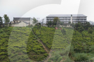 REPORTAGE - Sri Lanka: Nuwara Eliya the Little England