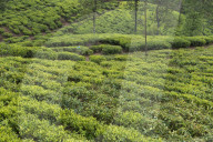 REPORTAGE - Sri Lanka: Nuwara Eliya the Little England