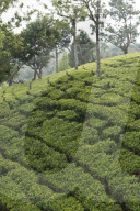 REPORTAGE - Sri Lanka: Nuwara Eliya the Little England