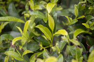 REPORTAGE - Sri Lanka: Nuwara Eliya the Little England