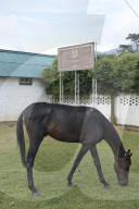 REPORTAGE - Sri Lanka: Nuwara Eliya the Little England