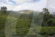 REPORTAGE - Sri Lanka: Landschaft