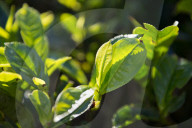 REPORTAGE - Sri Lanka: Landschaft