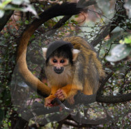 FEATURE - Invertar in London Zoo
