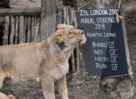 FEATURE - Invertar in London Zoo