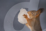 FEATURE - Eichhörnchen geniesst den Schnee
