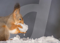 FEATURE - Eichhörnchen geniesst den Schnee
