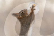 FEATURE - Eichhörnchen geniesst den Schnee