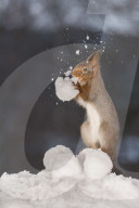 FEATURE - Eichhörnchen geniesst den Schnee