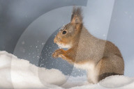 FEATURE - Eichhörnchen geniesst den Schnee