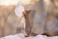 FEATURE - Eichhörnchen geniesst den Schnee