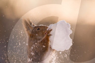 FEATURE - Eichhörnchen geniesst den Schnee