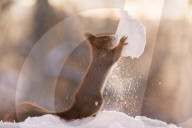 FEATURE - Eichhörnchen geniesst den Schnee