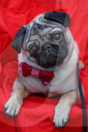 FEATURE - Herzig: Die Hündli am Valentine's dog walk