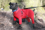 FEATURE - Herzig: Die Hündli am Valentine's dog walk