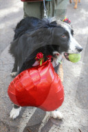 FEATURE - Herzig: Die Hündli am Valentine's dog walk