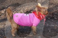 FEATURE - Herzig: Die Hündli am Valentine's dog walk