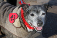 FEATURE - Herzig: Die Hündli am Valentine's dog walk