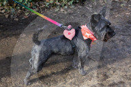 FEATURE - Herzig: Die Hündli am Valentine's dog walk