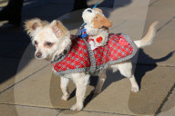 FEATURE - Herzig: Die Hündli am Valentine's dog walk