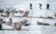 FEATURE - Pix of the Day: Bilder des Tages